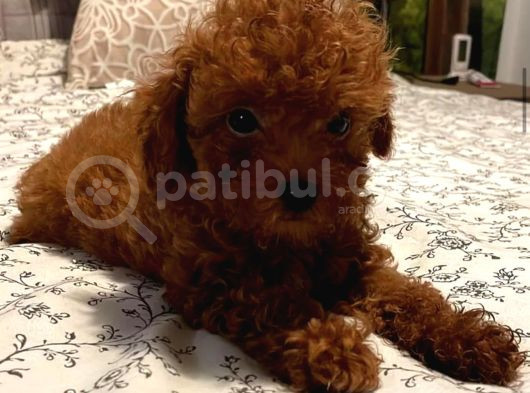 Evinizin Neşesi Toy Poodle Yavrularımız Mevcut