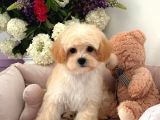 Evinizin Yeni Minik Yavrusu Maltipoo Yavrularımız Mevcut