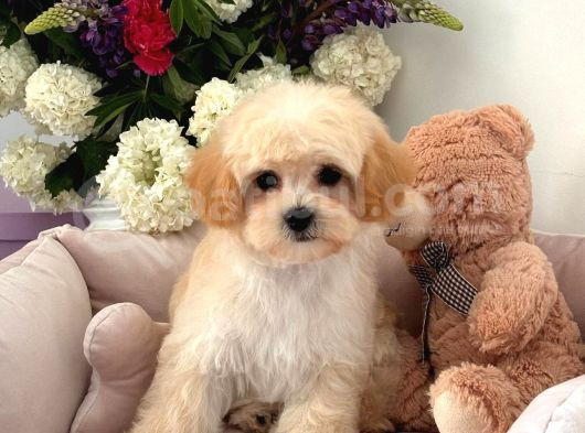 Evinizin Yeni Minik Yavrusu Maltipoo Yavrularımız Mevcut görsel