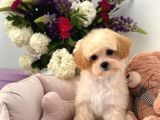 Evinizin yeni minik yavrusu maltipoo yavrularımız mevcut