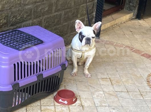 Fransız Bulldog Erkek görsel