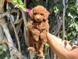 3 AYLIK YAVRU TOY pOODLE