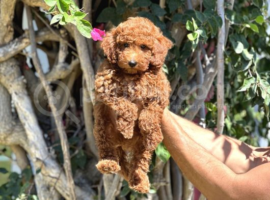 3 Aylik Yavru Toy Poodle