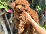 3 Aylik Yavru Toy Poodle