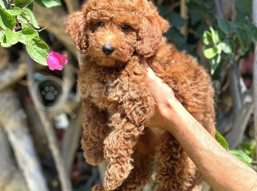 3 Aylik Yavru Toy Poodle görsel