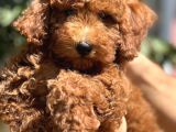 3 Aylik Yavru Toy Poodle