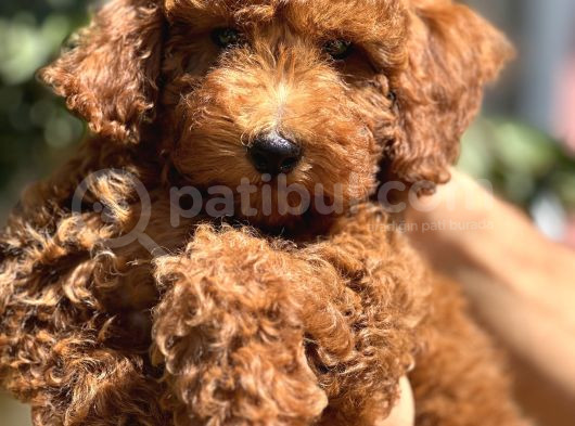 3 Aylik Yavru Toy Poodle görsel