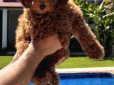 3 Aylik Yavru Toy Poodle