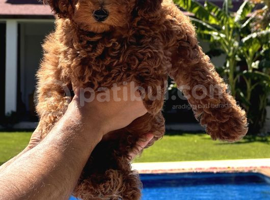 3 Aylik Yavru Toy Poodle görsel