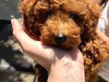 3 Aylik Yavru Toy Poodle