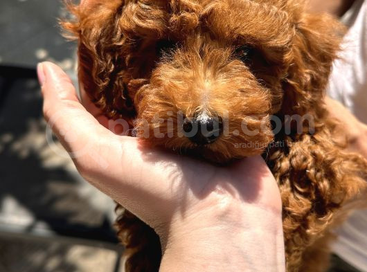 3 Aylik Yavru Toy Poodle görsel