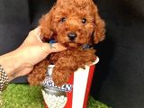 Brown toy poodle yavrular 