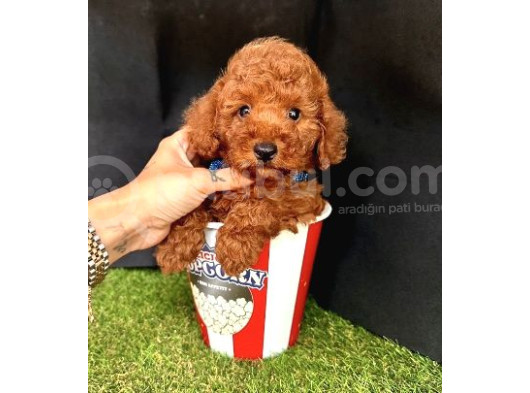 Brown Toy Poodle Yavrular 