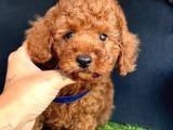 Brown Toy Poodle Yavrular 