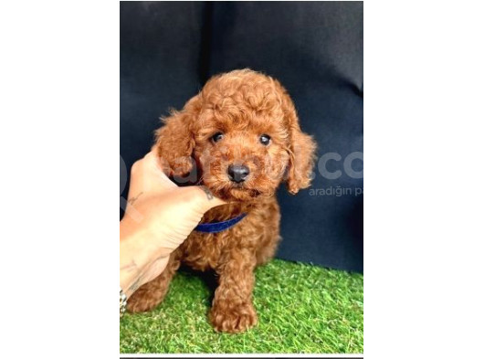 Brown Toy Poodle Yavrular  görsel