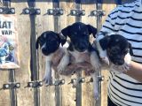 Jack Russel Yavru