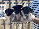 Jack Russel Yavru