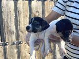 Jack Russel Yavru