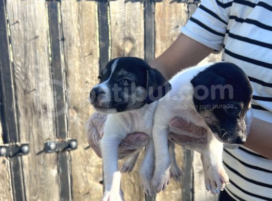 Jack Russel Yavru görsel