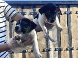 jack russel yavru