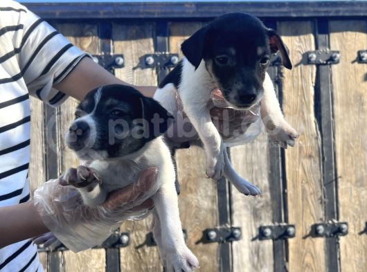 Jack Russel Yavru