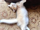 Saf Kan Golden British Shorthair Ny12