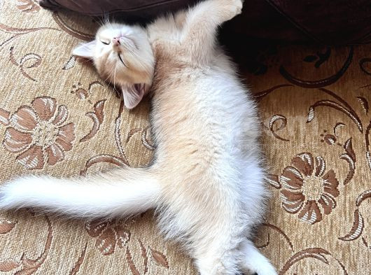 Saf Kan Golden British Shorthair Ny12 görsel