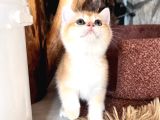 Saf Kan Golden British Shorthair Ny12