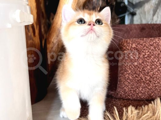 Saf Kan Golden British Shorthair Ny12 görsel
