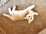 Saf kan Golden British Shorthair Ny12