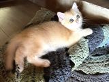 Saf Kan Golden British Shorthair Ny12