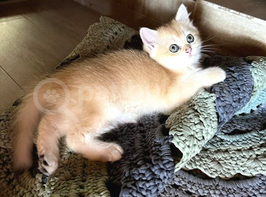 Saf Kan Golden British Shorthair Ny12 görsel