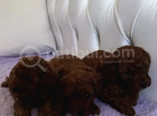 Redbrown Teslime Hazir Minikler