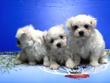 Maltese Terri̇er Yavrusu