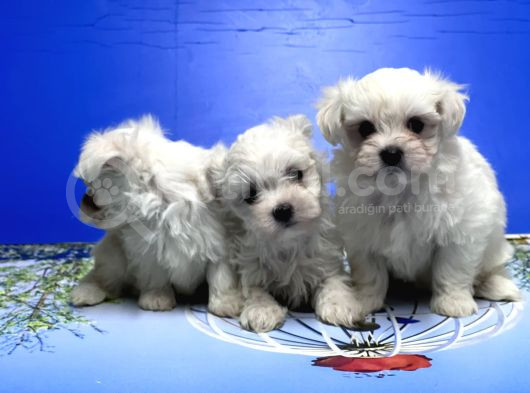 Maltese Terri̇er Yavrusu görsel