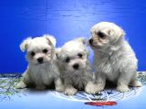 Maltese Terri̇er Yavrusu