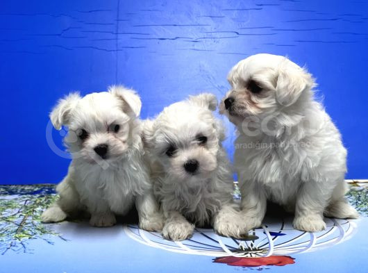 Maltese Terri̇er Yavrusu görsel
