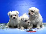 Maltese Terri̇er Yavrusu