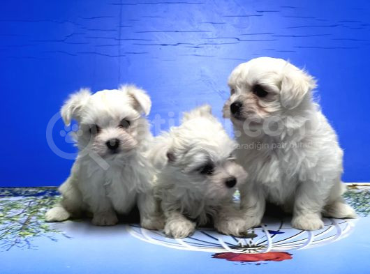 Maltese Terri̇er Yavrusu görsel