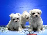 Maltese Terri̇er Yavrusu