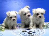 MALTESE TERRİER YAVRUSU