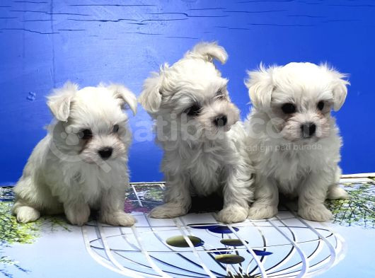 Maltese Terri̇er Yavrusu