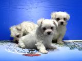 Maltese Terri̇er Yavrusu