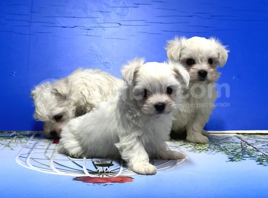 Maltese Terri̇er Yavrusu görsel