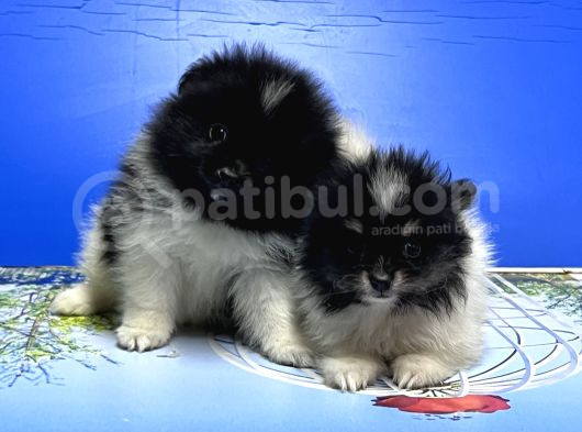 Pomerani̇an  Yavru görsel