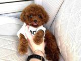 ÇOK GÜZEL TOY POODLE BEBEKLER