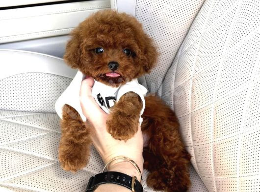 Çok Güzel Toy Poodle Bebekler