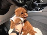 Çok Güzel Toy Poodle Bebekler