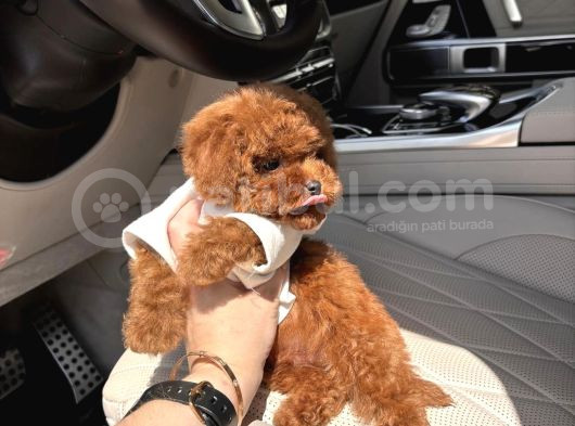 Çok Güzel Toy Poodle Bebekler görsel
