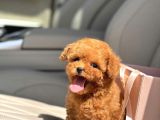MUHTEŞEM TOY POODLE YAVRULAR